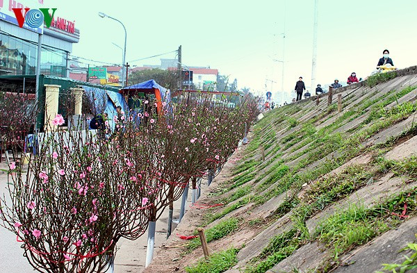 Peach blossoms in Hanoi  - ảnh 9